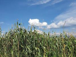 agricultura de alimentos orgánicos para la nutrición foto