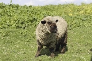 crianza de animales de granja para la venta y el consumo foto