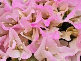 light pink bougainvillea flower in spring season, background and texture photo
