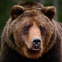 Brown bears in the wild, a large mammal after hibernation, a predator in the wild forest and wildlife. photo