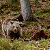 Brown bears in the wild, a large mammal after hibernation, a predator in the wild forest and wildlife. photo