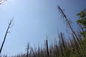 Stately view of trees of charred trees reclaiming the Gila National Forest after a fire photo