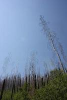 Stately view of trees of charred trees reclaiming the Gila National Forest after a fire photo