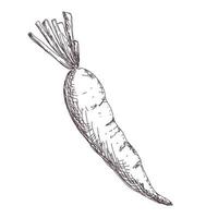 Boceto de dibujo de contorno de zanahoria aislado sobre fondo blanco, ilustración vectorial de stock, para diseño y decoración, pegatina, plantilla, vintage, banner, verduras