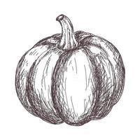 Boceto de dibujo de contorno de calabaza aislado sobre fondo blanco, ilustración vectorial de stock, para diseño y decoración, pegatina, plantilla, vintage, banner, verduras vector