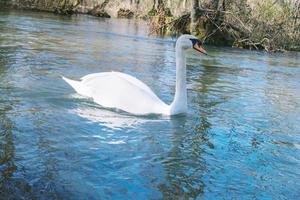 White swan swimming on lake at park photo