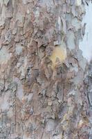Grunge wood tree texture photo