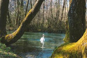 White swan swimming on lake at park photo