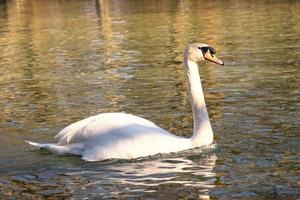 White swan swimming on lake at park photo