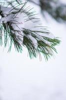 Pine needles brunch covered with snow photo