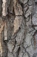 Primer plano de la textura del fondo de una vieja corteza de árbol de roble foto