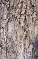 Primer plano de la textura del fondo de una vieja corteza de árbol de roble foto