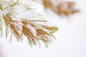 Pine needles brunch covered with snow photo