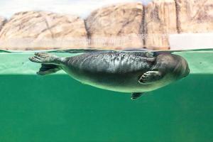 The Baikal seal swims under water photo