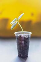 Growing young cucumber seedlings in cups photo