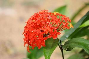 flor ixora roja y amarilla foto