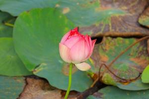 flor de loto rosa en un estanque foto