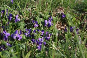 Purple small flowers in green grass photo
