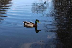 A drake bird floats on the lake photo