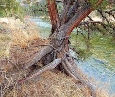 Riverside Juniper Stillwater Camping Cañón del río torcido cerca de Prineville o foto