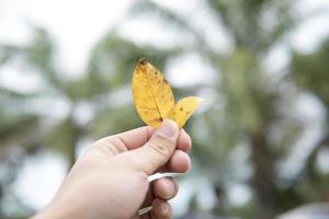 Hand holding green leaf photo