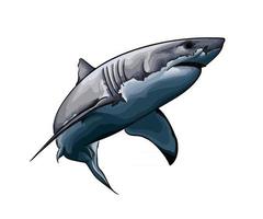 gran tiburón blanco de un toque de acuarela, dibujo coloreado, realista. ilustración vectorial de pinturas