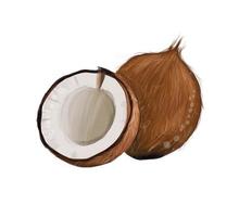 Set of whole coconut, coconut halves from splash of watercolors, colored drawing, realistic. Vector illustration of paints