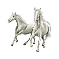 Two white horses running at a gallop from splash of watercolors, colored drawing, realistic. Vector illustration of paints