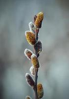 brotes y ramas en la temporada de primavera. foto