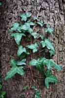 tronco de árbol y hojas verdes foto