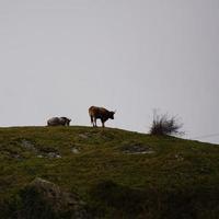 Brown cow in the meadow photo