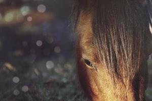 Hermoso retrato de caballo marrón en la pradera foto