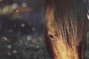 Beautiful brown horse portrait in the meadow photo