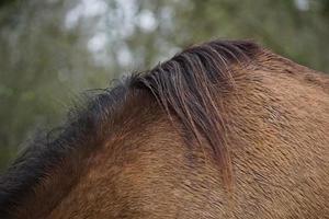 Beautiful brown horse portrait in the meadow photo