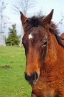 Hermoso retrato de caballo marrón en la pradera foto