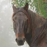 Hermoso retrato de caballo marrón en la pradera