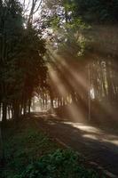 Light coming through trees, Bilbao Spain photo