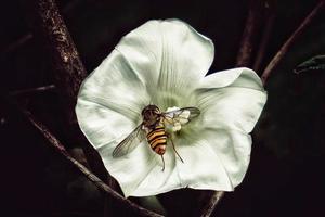 flor blanca en primavera foto