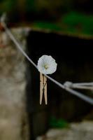 flor blanca en primavera