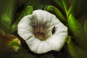 White flower in springtime photo