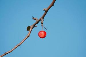 Red apple fruit hanging from branch photo