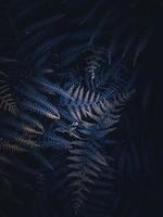 hojas de helecho azul, temperamental editar foto