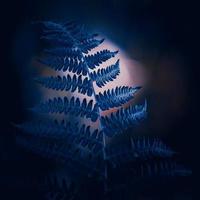 Blue fern leaves, moody edit photo