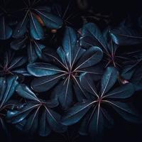 hojas de plantas azules en la naturaleza en la temporada de primavera foto