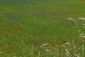 Castelluccio Di Norcia and its flowering nature photo