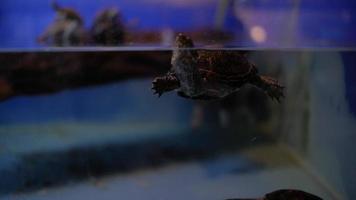 tartaruga de lagoa europeia video