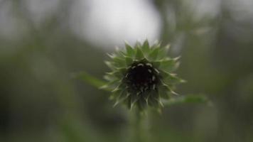 unopened thistle flower video