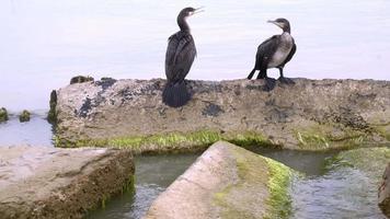 Cormorants on stones in the sea