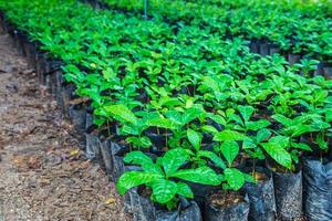 plántulas de plantas de café en un vivero foto