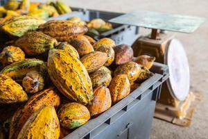 Cocoa and cocoa pods in crates for sale